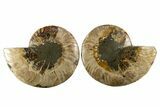 Cut & Polished, Agatized Ammonite Fossil - Madagascar #310696-1